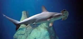 Hotel Les Alizés 2*